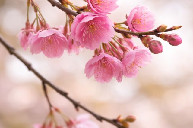 Soft pink cherry blossoms on a branch in spring, representing the delicate scent of sakura in Japanese perfume.