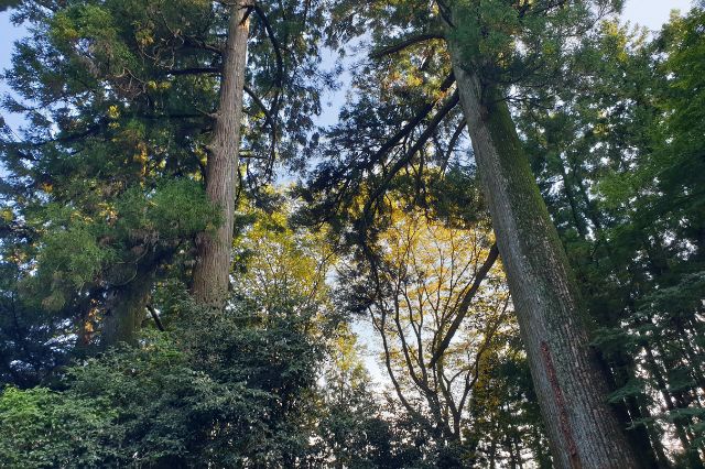 mizusawa-kannon-sacred trees gunma-japan