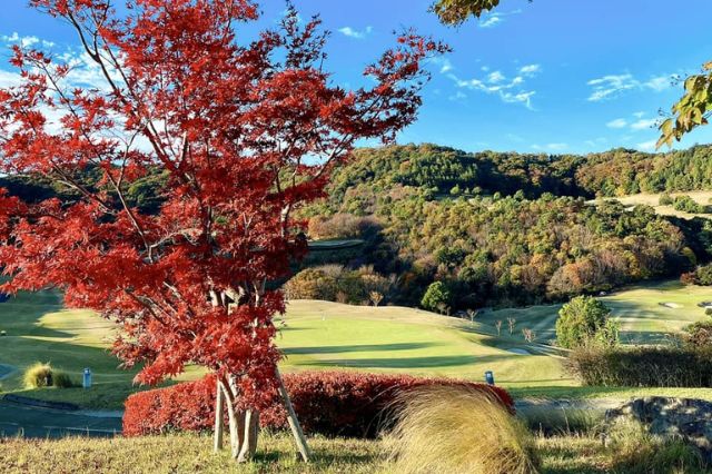 Red autumn maple tree beside a scenic Japanese golf course with hills in the background