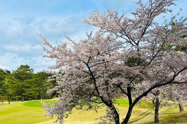 Cherry Blossoms Blooming at a Japanese Golf Course