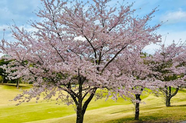 Pink cherry blossom trees blooming beside a green golf course in Japan